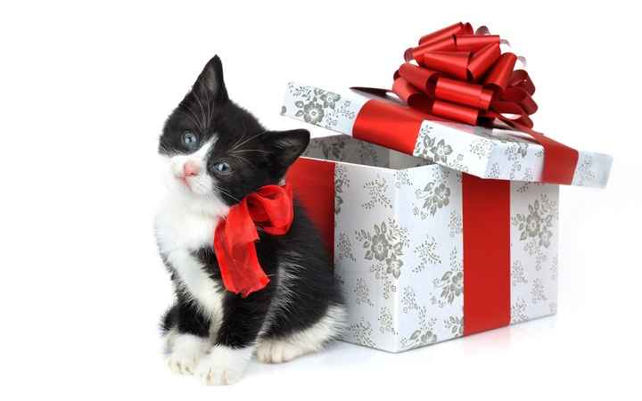 UPDATE: Newest Member of the WW Family. Meet Tuxedo Cat *PICS*