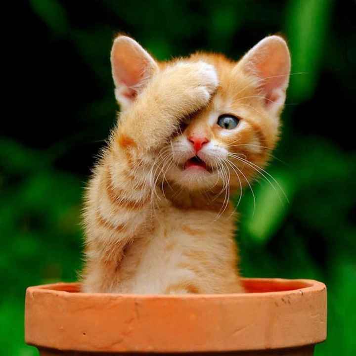 No Pictures?????