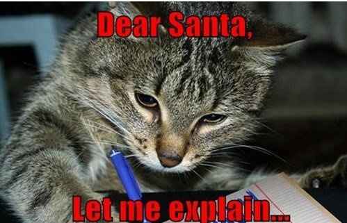 I am in love with this cat!