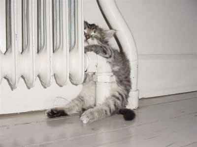 TGIF! Friday Cat Pics Included