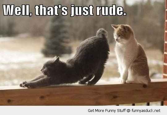 TGIF! Friday Cat Pics Included