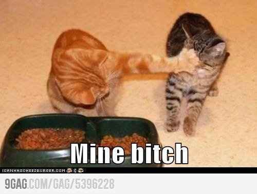 TGIF! Friday Cat Pics Included