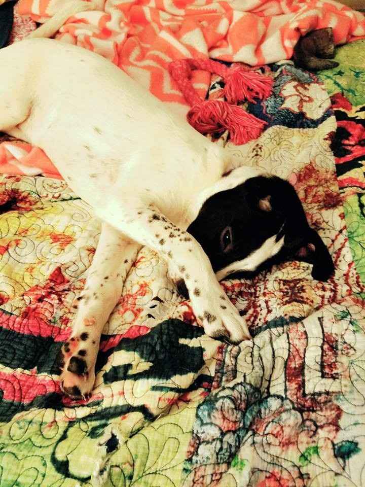 NWR: Losing our husky