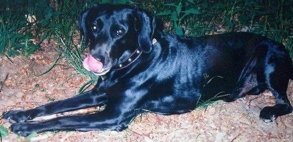 NWR: RIP Puppy