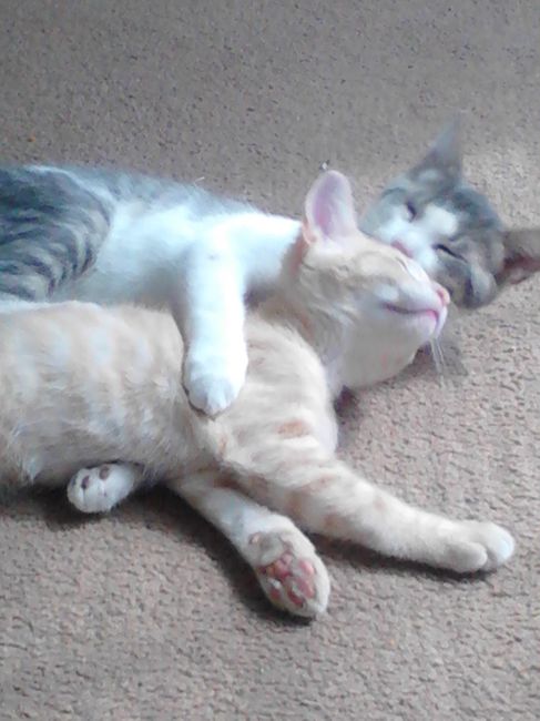 NWR:  Feline Friday :)