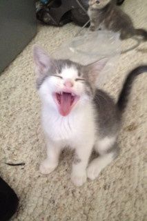 NWR: Furry Friday? Yeah, just made that up as an excuse to post my kitty...