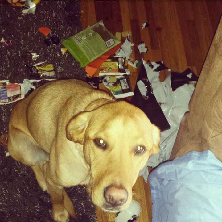 Fiendish Furbaby Friday