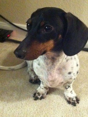 NWR: Lets see our pets!!