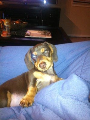 NWR: A question for those of you with small breed dogs, particularly dachshunds...