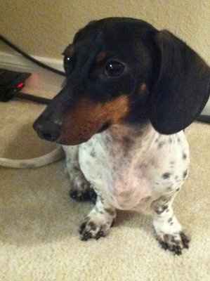 NWR: Lets see our pets!!