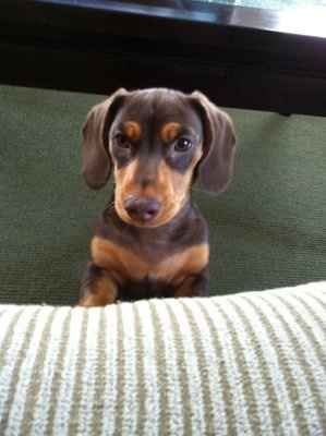NWR: Lets see our pets!!