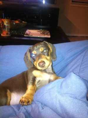 NWR: A question for those of you with small breed dogs, particularly dachshunds...