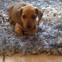 NWR: today is my Pups 2nd birthday!! Do you and your FH have a pet? Show pics!!!