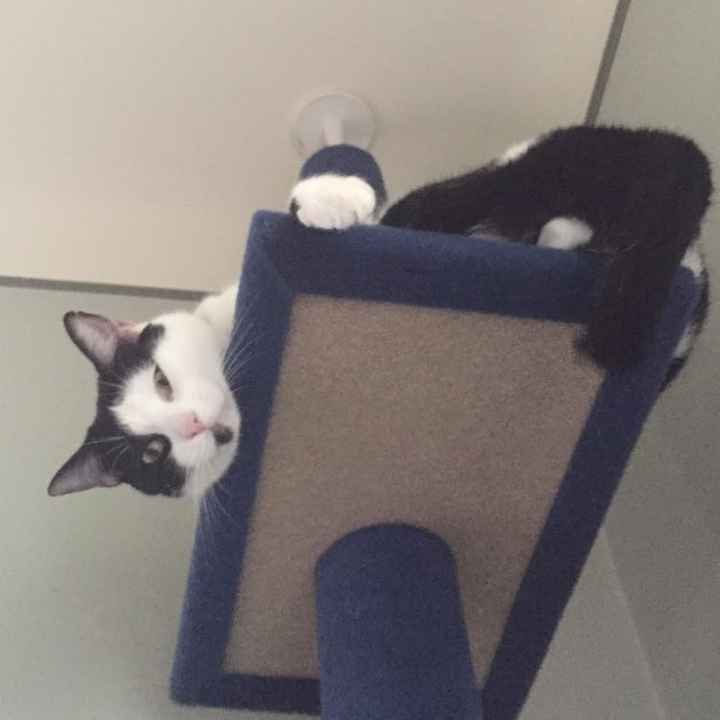 KWR: Who else missed their pets?