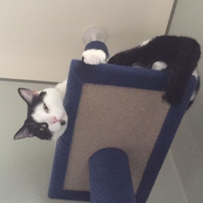 KWR: Who else missed their pets?