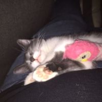 Next assignment  (Not wedding related, just need a pick me up)