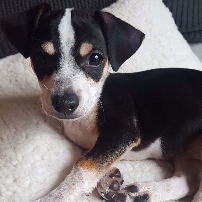 Show me your fur babies!