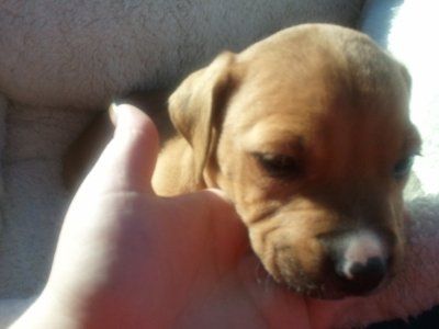 NWR, "pit bull", rant.