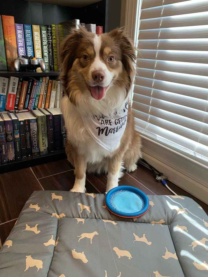 Wish i could have my dog in some of my wedding photos - 1