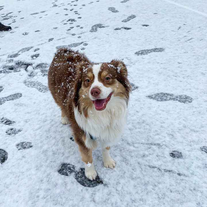 Show me your fur babies you and your SO have together! - 1