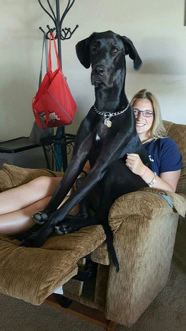 What are you doing with your animals while your on your honeymoon.