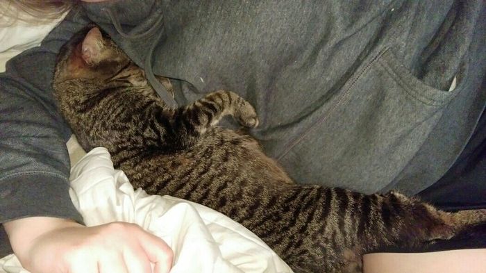 Fur babies
