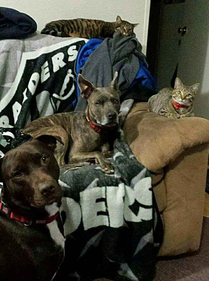 Fur babies