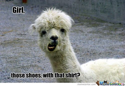The alpaca thread is gone