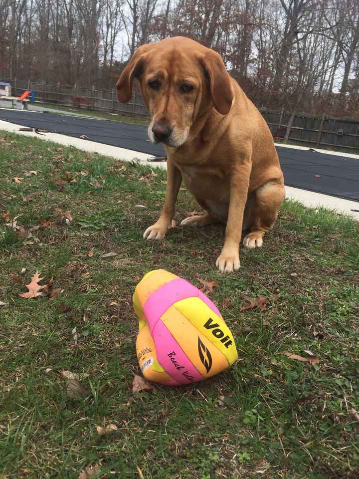 NWR: Favorite dog toy?