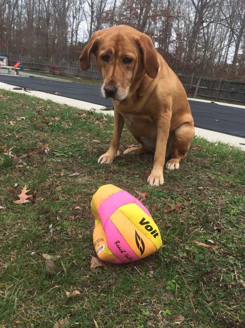 NWR: Favorite dog toy?