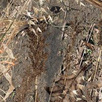 What kind of bride are you????