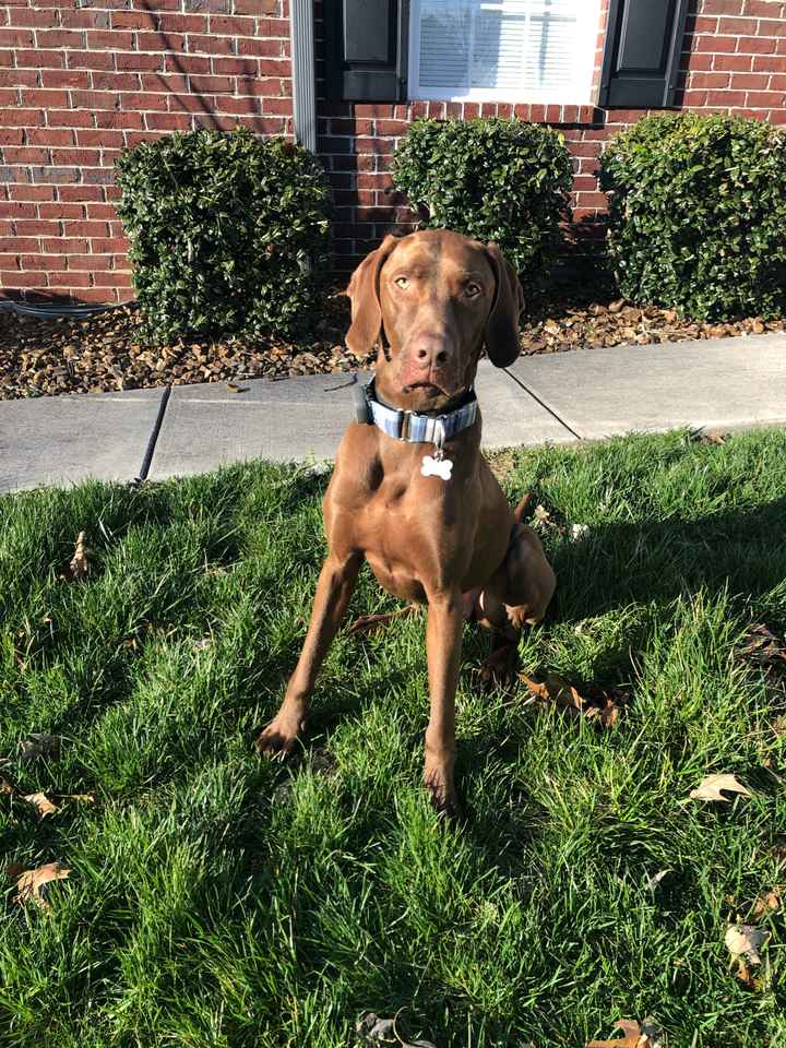 Are pets in your wedding? - 1