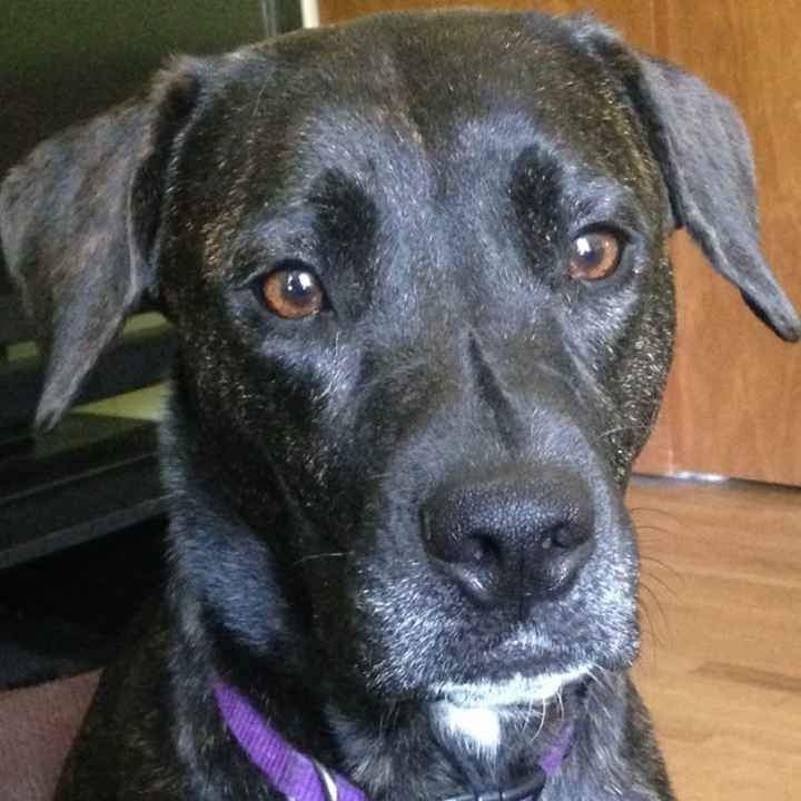 Furbabies?(non wedding post)