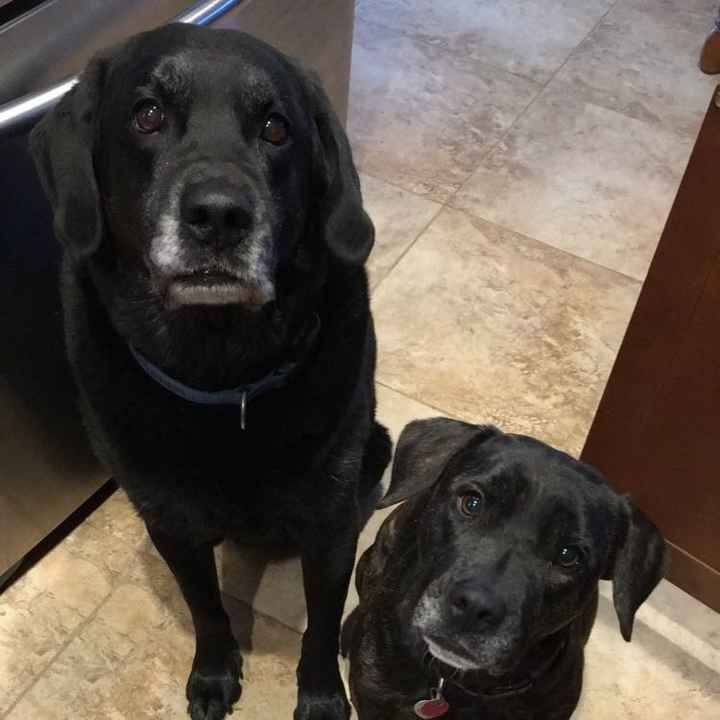 NWR: National Dog Day!