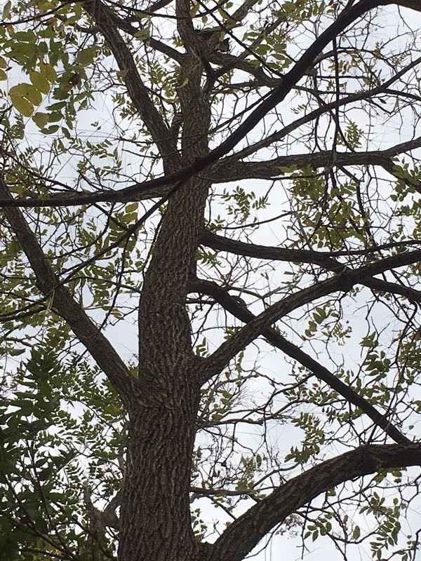 NWR: Tomorrow is National Cat Day!