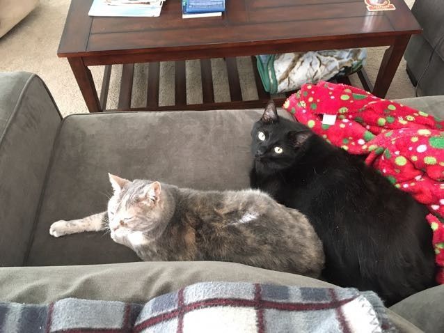 NWR: Tomorrow is National Cat Day!