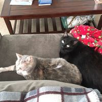 NWR: Tomorrow is National Cat Day!