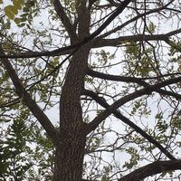 NWR: Tomorrow is National Cat Day!