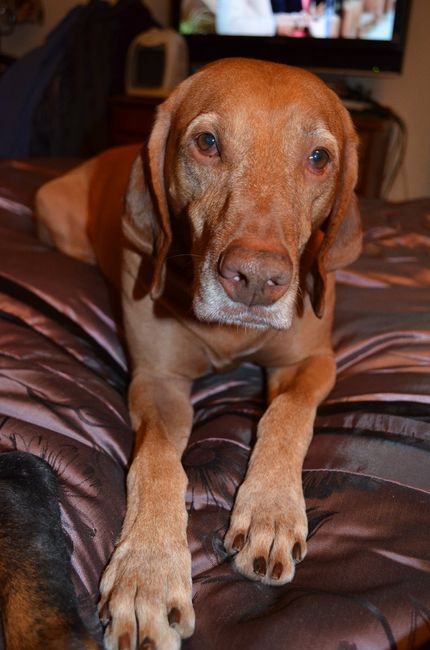 My fur baby...
