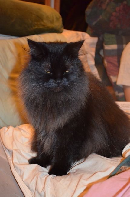 My fur baby...