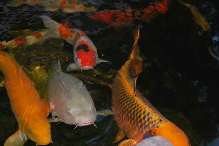 Its Friday - time for Furbabies...