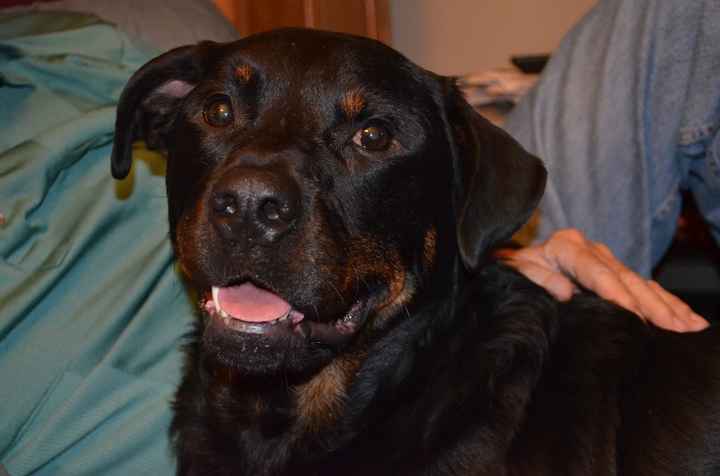 Its Friday - time for Furbabies...