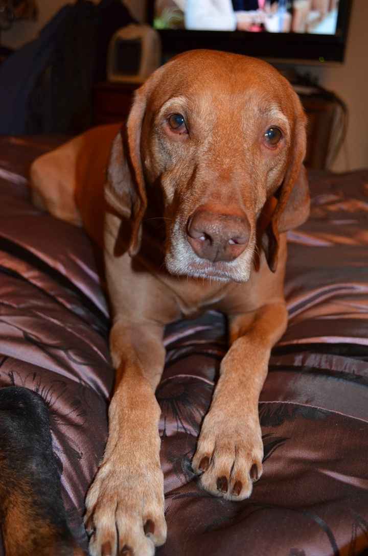 Lets see those puppies that we share with our FHs!