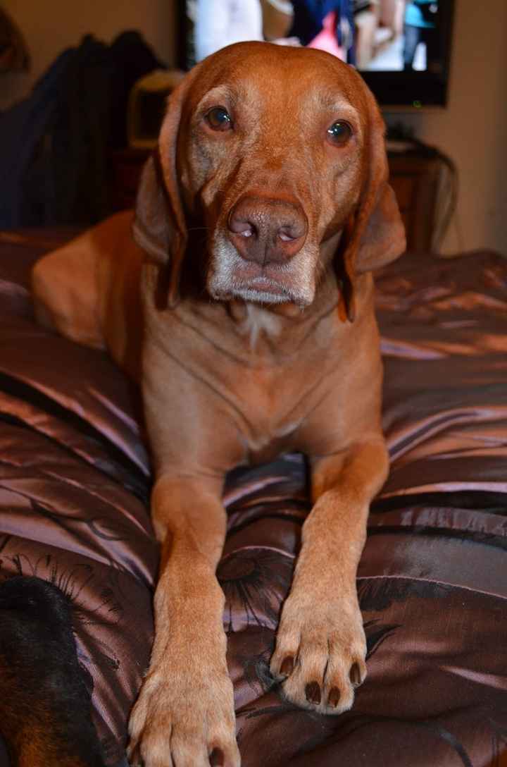 Keeping my mind of my wedding...Show me your dog:)!!**Pics