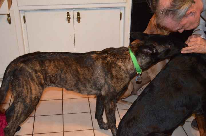 Keeping my mind of my wedding...Show me your dog:)!!**Pics