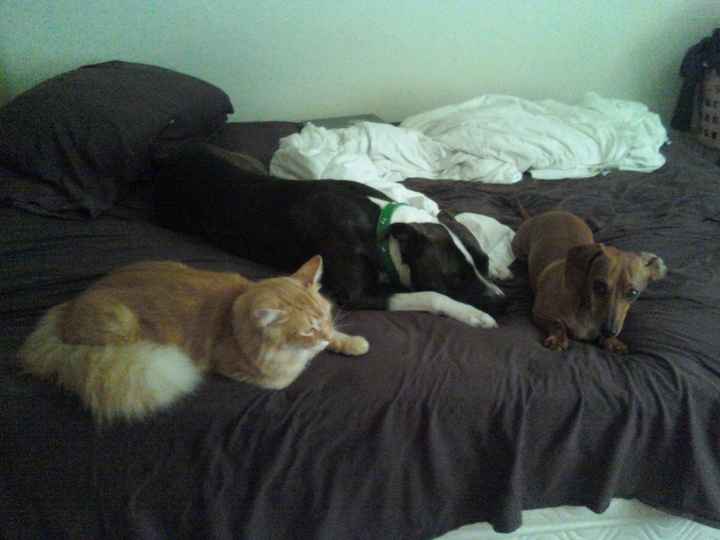 Lets see those puppies that we share with our FHs!