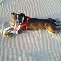 Lets see those puppies that we share with our FHs!