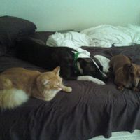 Lets see those puppies that we share with our FHs!