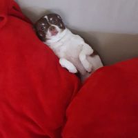 Nwr- show me your fur babies