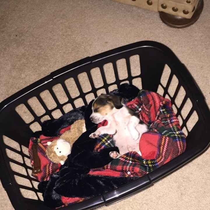 NWR: Show me your pups!
